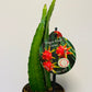 Bilde av Hylocereus undatus ‘Dragon Fruit’-Spanne Plantesalg