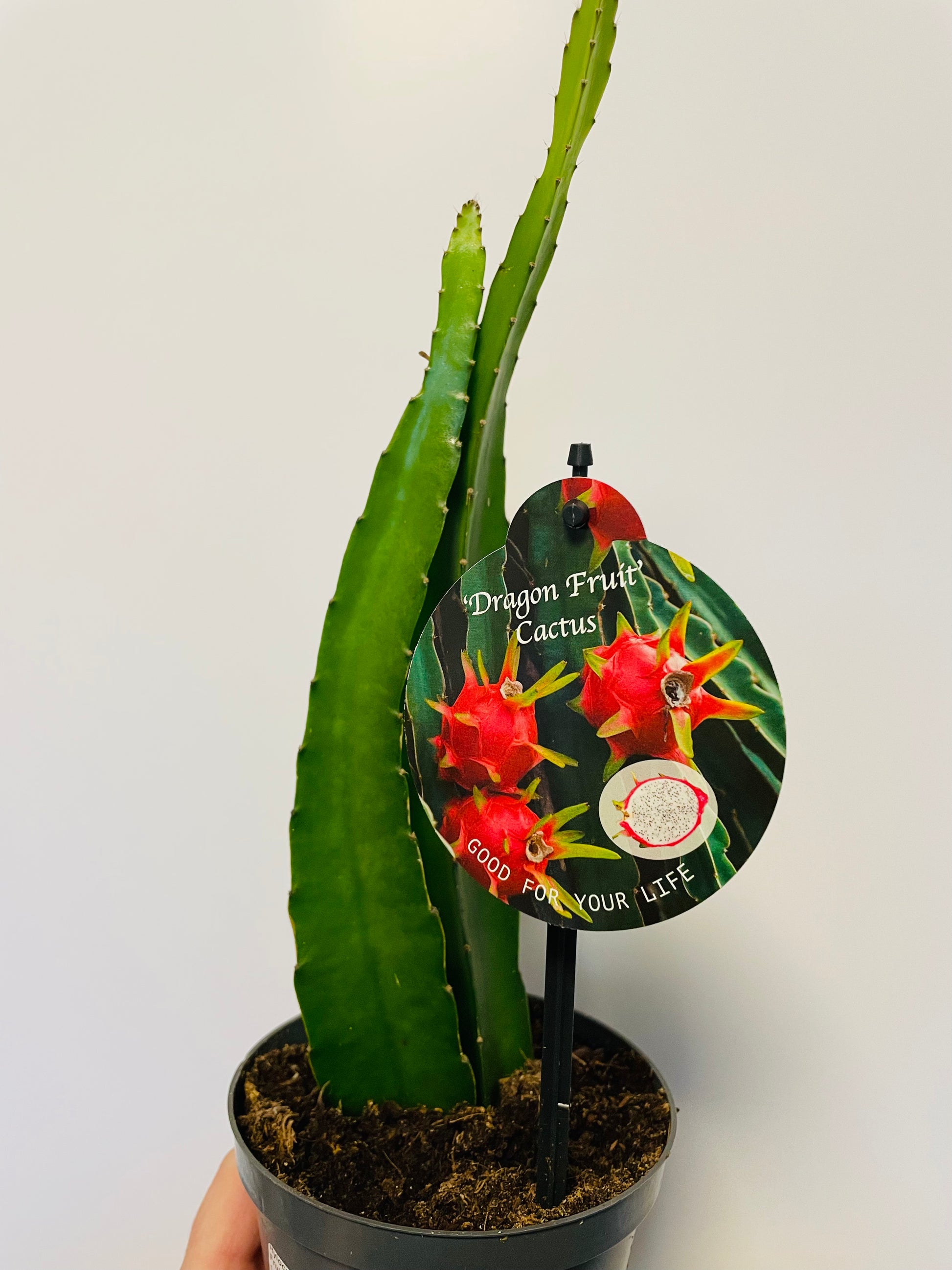 Bilde av Hylocereus undatus ‘Dragon Fruit’-Spanne Plantesalg