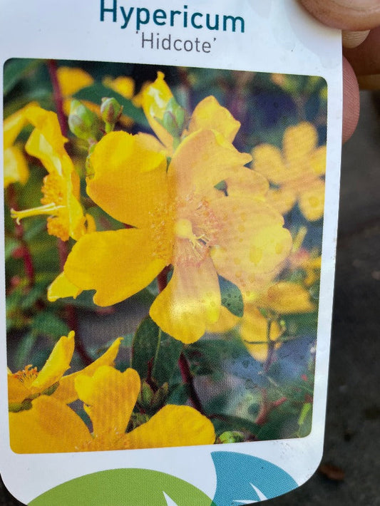 Bilde av Hypericum 'Hidcote'-Spanne Plantesalg