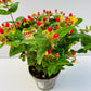 Bilde av Hypericum Mix-Spanne Plantesalg