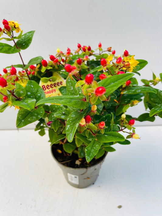 Bilde av Hypericum Mix-Spanne Plantesalg