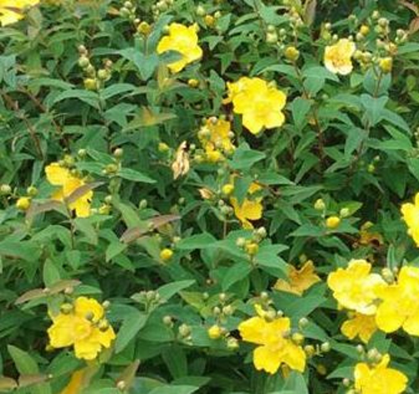 Bilde av Hypericum moserianum-Spanne Plantesalg