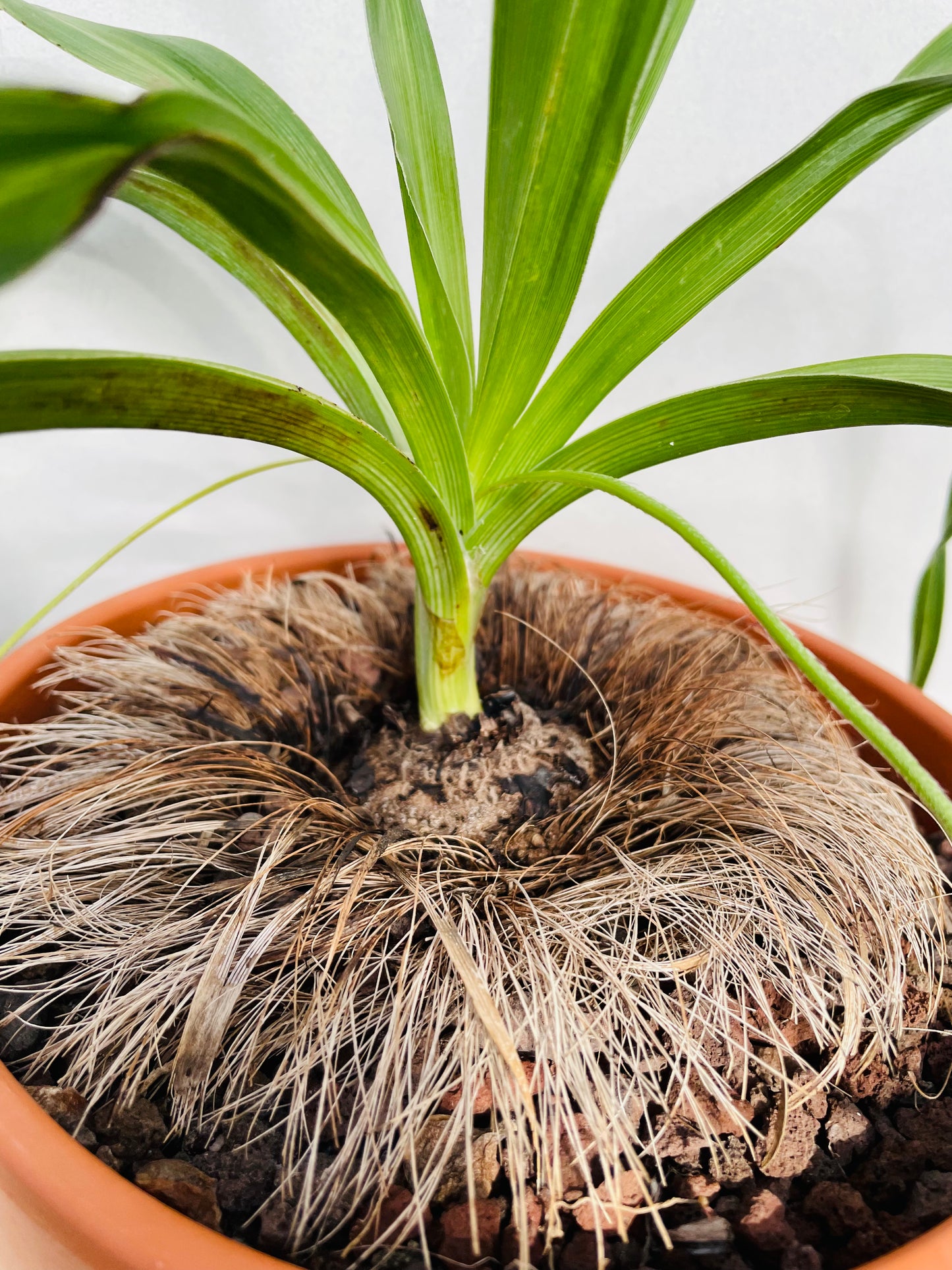 Bilde av Hypoxis obtusa-Spanne Plantesalg