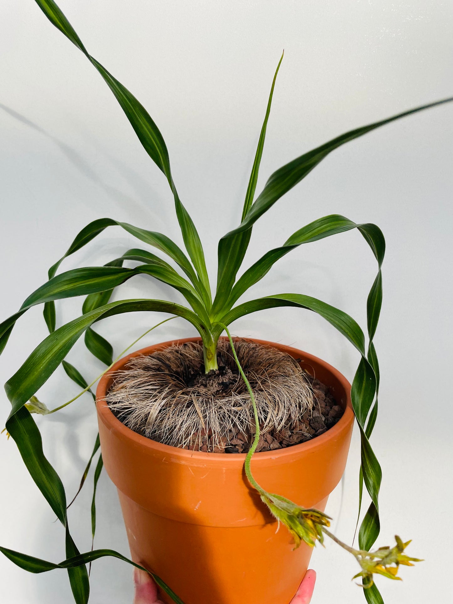 Bilde av Hypoxis obtusa-Spanne Plantesalg