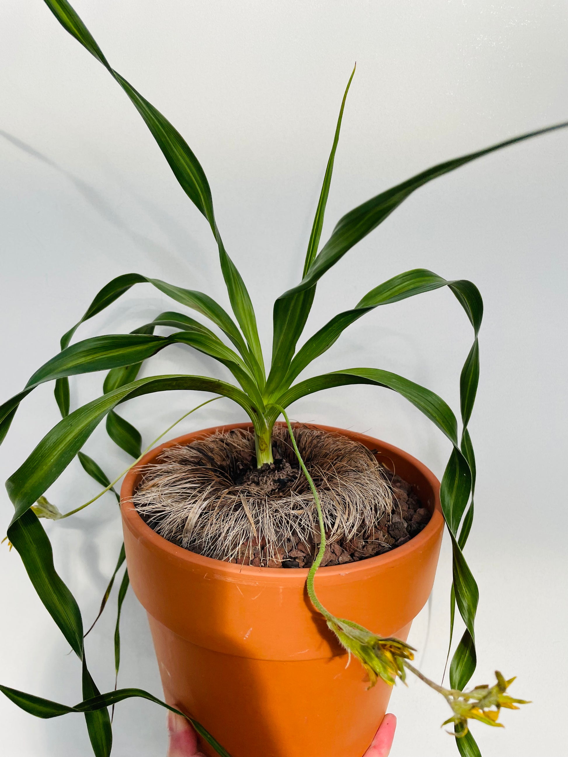 Bilde av Hypoxis obtusa-Spanne Plantesalg