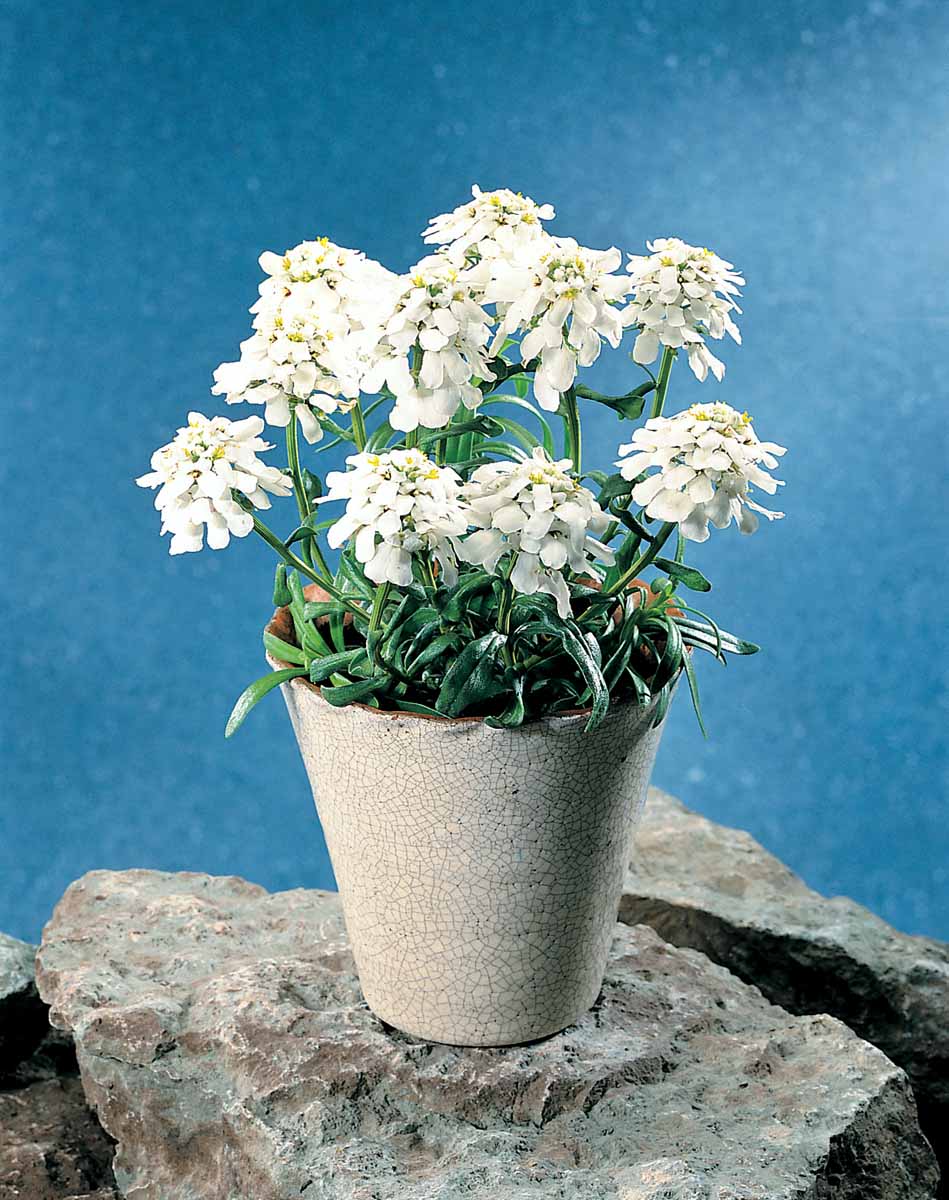 Bilde av Iberis sempervirens-Spanne Plantesalg