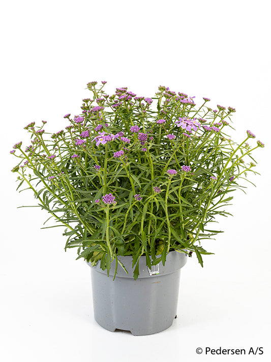 Bilde av IBERIS SEMPERVIRENS Pink-Spanne Plantesalg