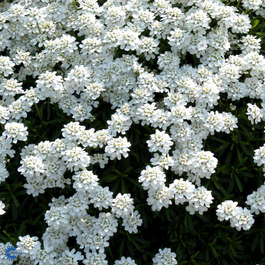 Bilde av Iberis semp. 'Fischbeck'-Spanne Plantesalg
