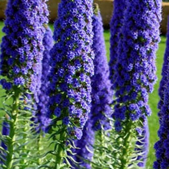 Bilde av Echium fastuosum-Spanne Plantesalg