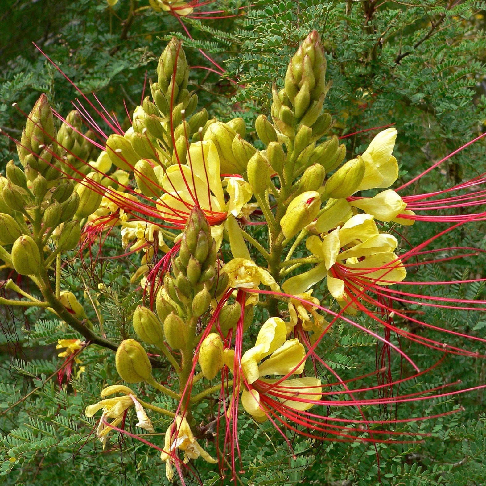 Bilde av Caesalpinia gilliesii-Spanne Plantesalg