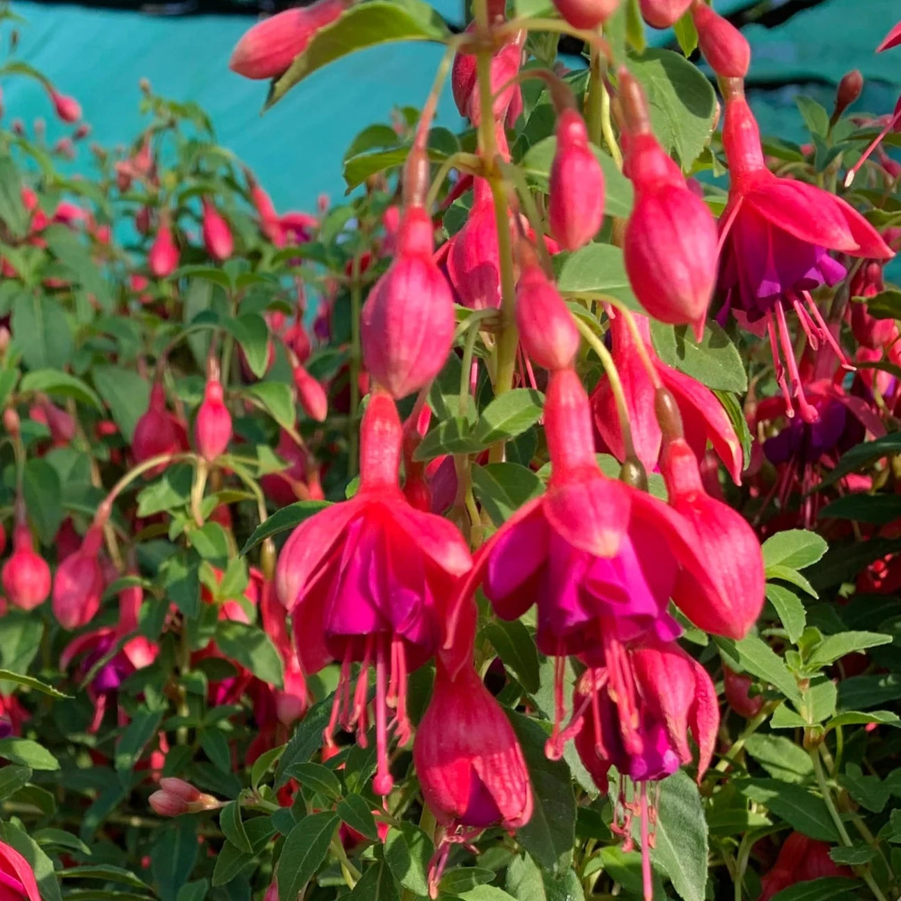 Bilde av Fuchsia 'Tom Thumb'-Spanne Plantesalg