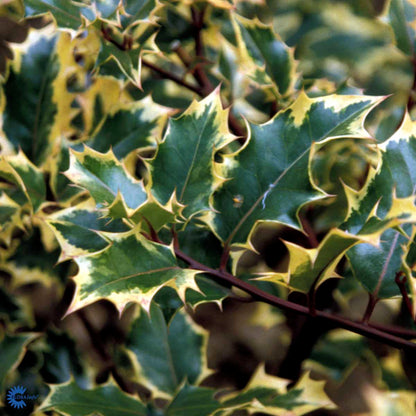 Bilde av Ilex altacl. 'Golden King' stamme-Spanne Plantesalg