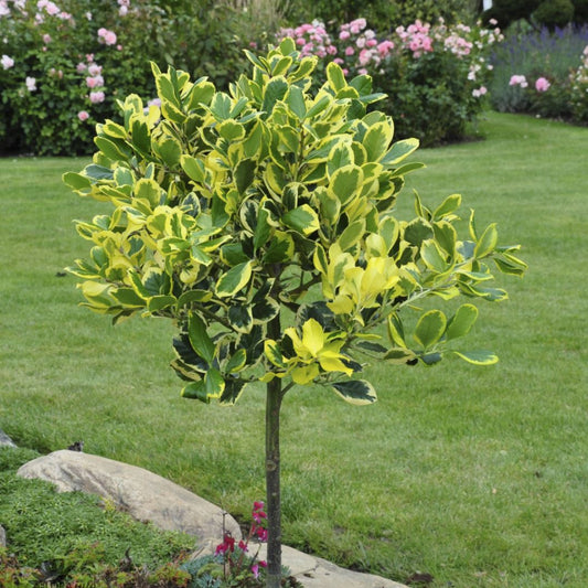 Bilde av Ilex altacl. 'Golden King' stamme-Spanne Plantesalg