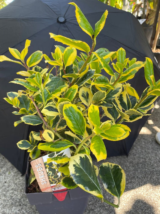 Bilde av Ilex altacl. 'Golden King'-Spanne Plantesalg