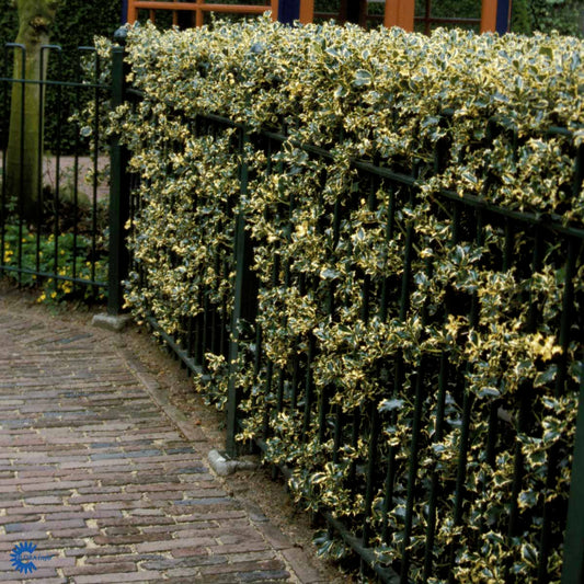 Bilde av Ilex aq. 'Silver Queen'-Spanne Plantesalg