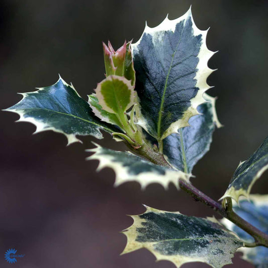 Bilde av Ilex aq. 'Silver Queen'-Spanne Plantesalg