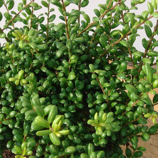 Bilde av Ilex crenata 'Convexa'-Spanne Plantesalg