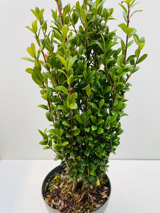 Bilde av Ilex crenata ‘Fastigiata’-Spanne Plantesalg