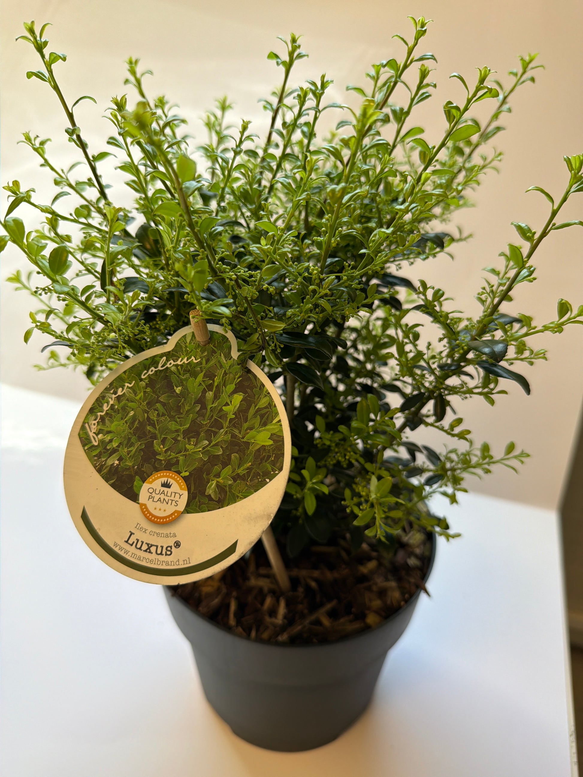 Bilde av Ilex crenata Luxus-Spanne Plantesalg