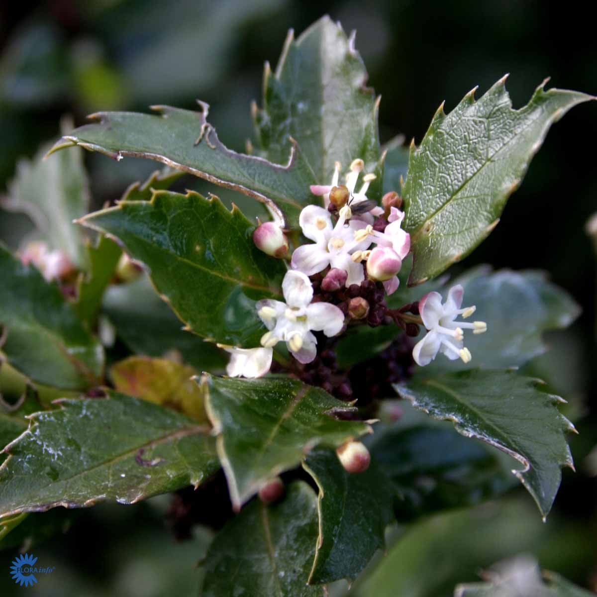 Bilde av Ilex mes. 'Blue Prince'-Spanne Plantesalg