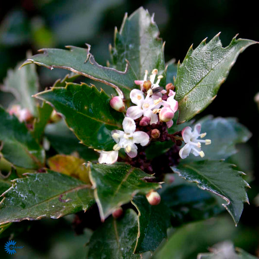 Bilde av Ilex mes. 'Blue Prince'-Spanne Plantesalg