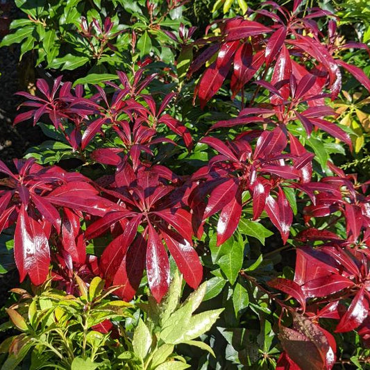 Pieris Scarlet O Hara