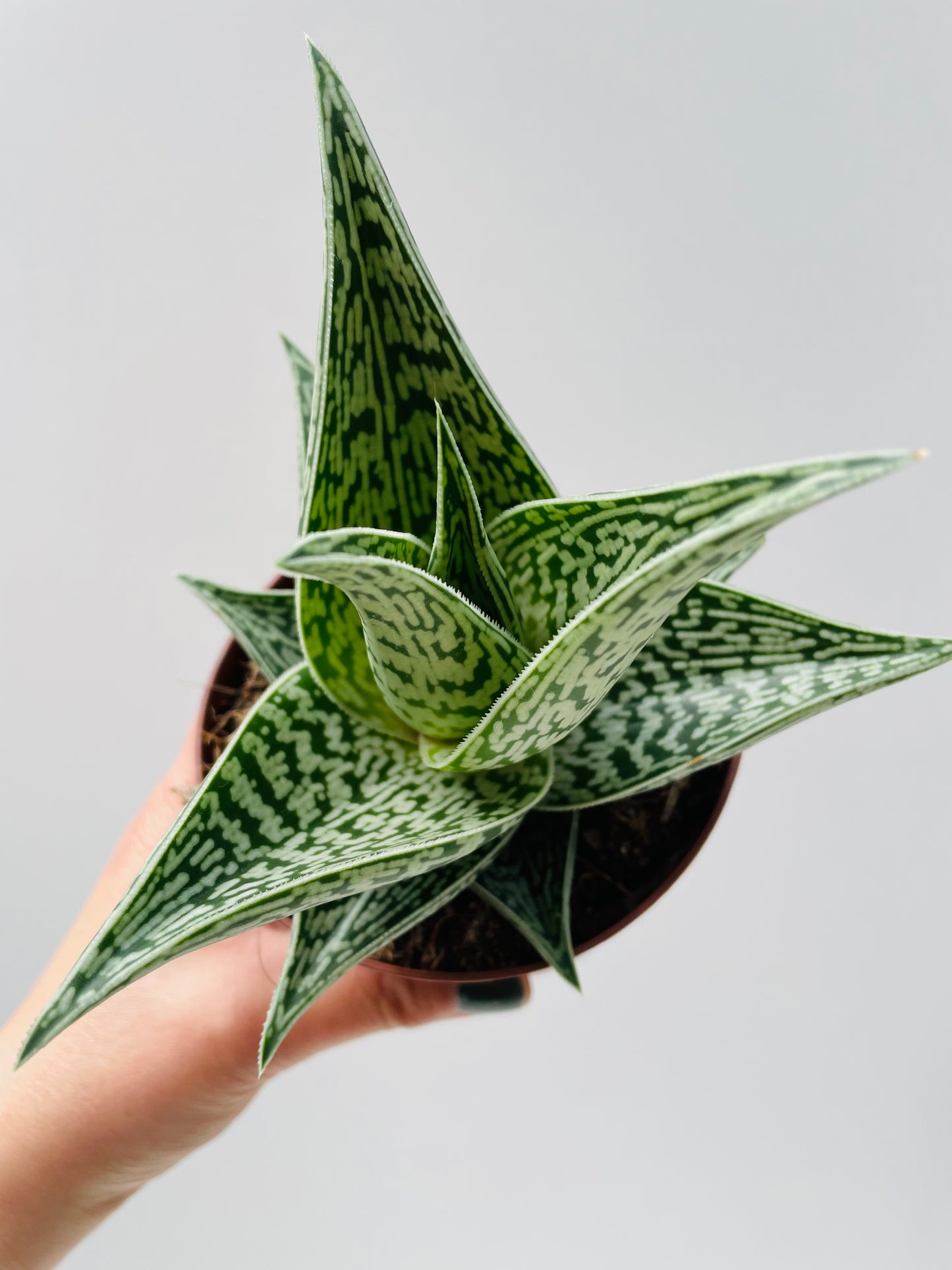 Bilde av Aloe variegata ‘Tribal’-Spanne Plantesalg