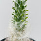 Bilde av Opuntia floccosa 9 cm potte-Spanne Plantesalg