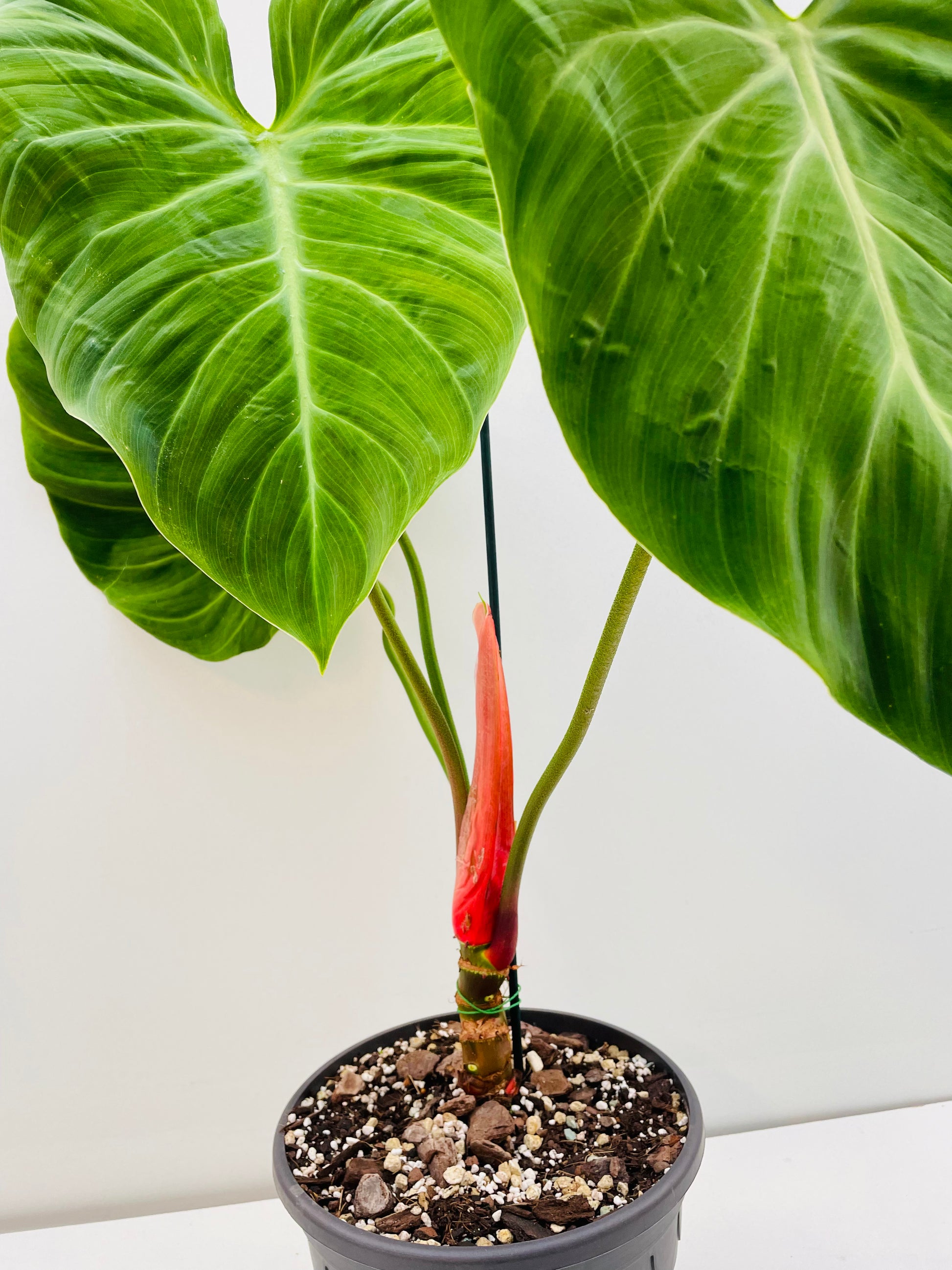 Bilde av Philodendron rubrojuvenile (El Choco Red) 22 cm potte-Spanne Plantesalg