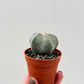 Bilde av Astrophytum myriostigma 5 cm potte-Spanne Plantesalg