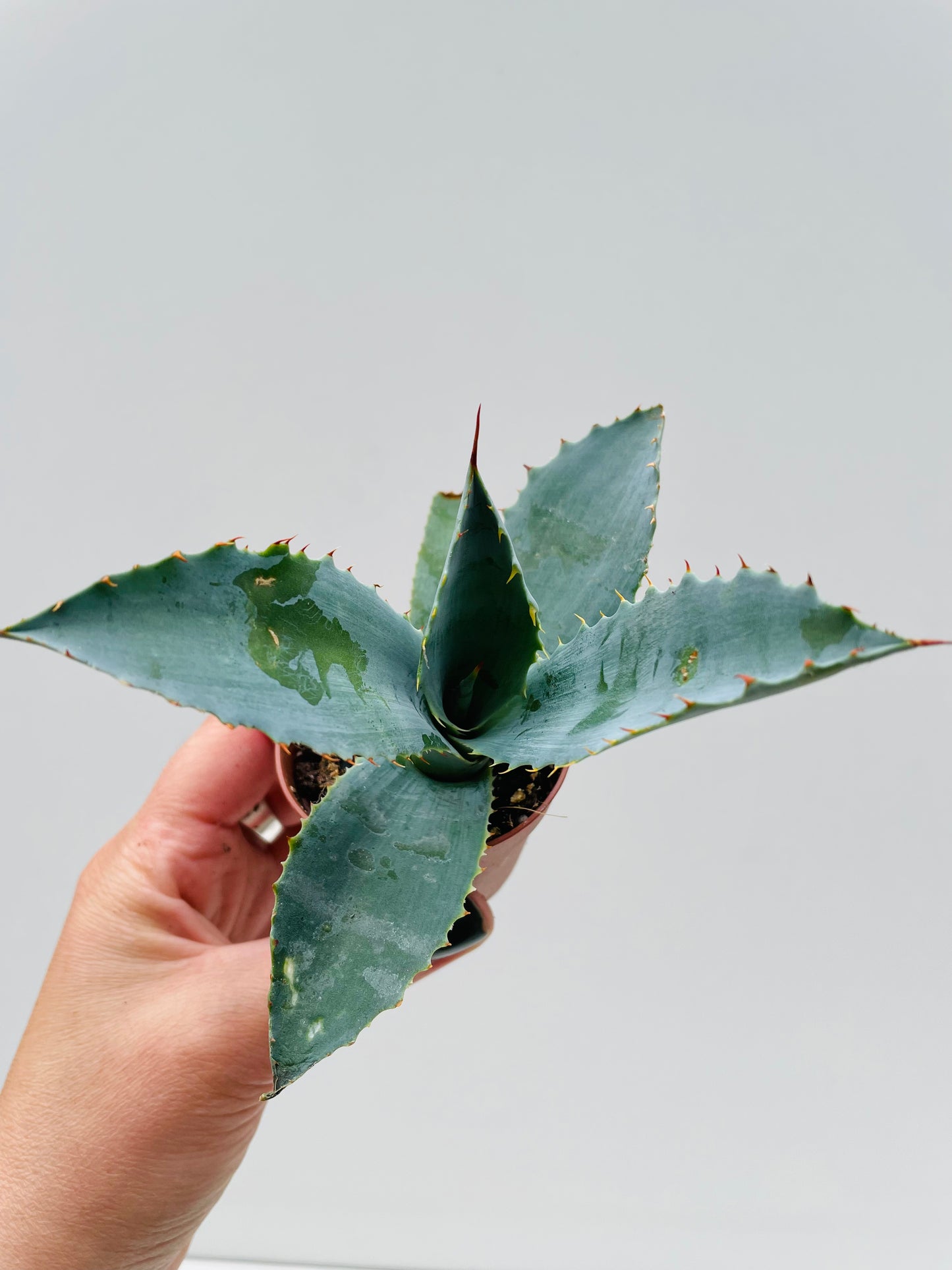 Bilde av Agave potatorum 5 cm potte-Spanne Plantesalg