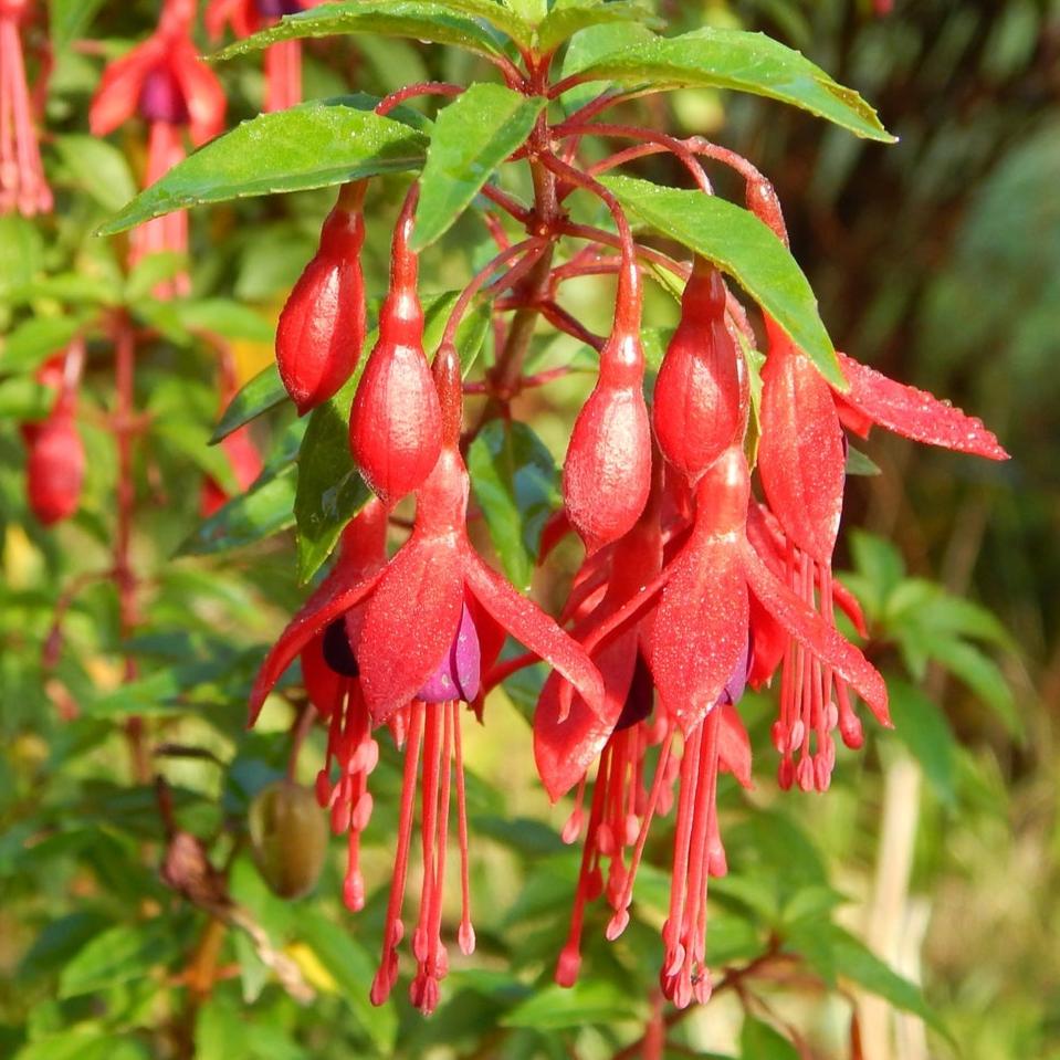 Bilde av Fuchsia 'David'-Spanne Plantesalg