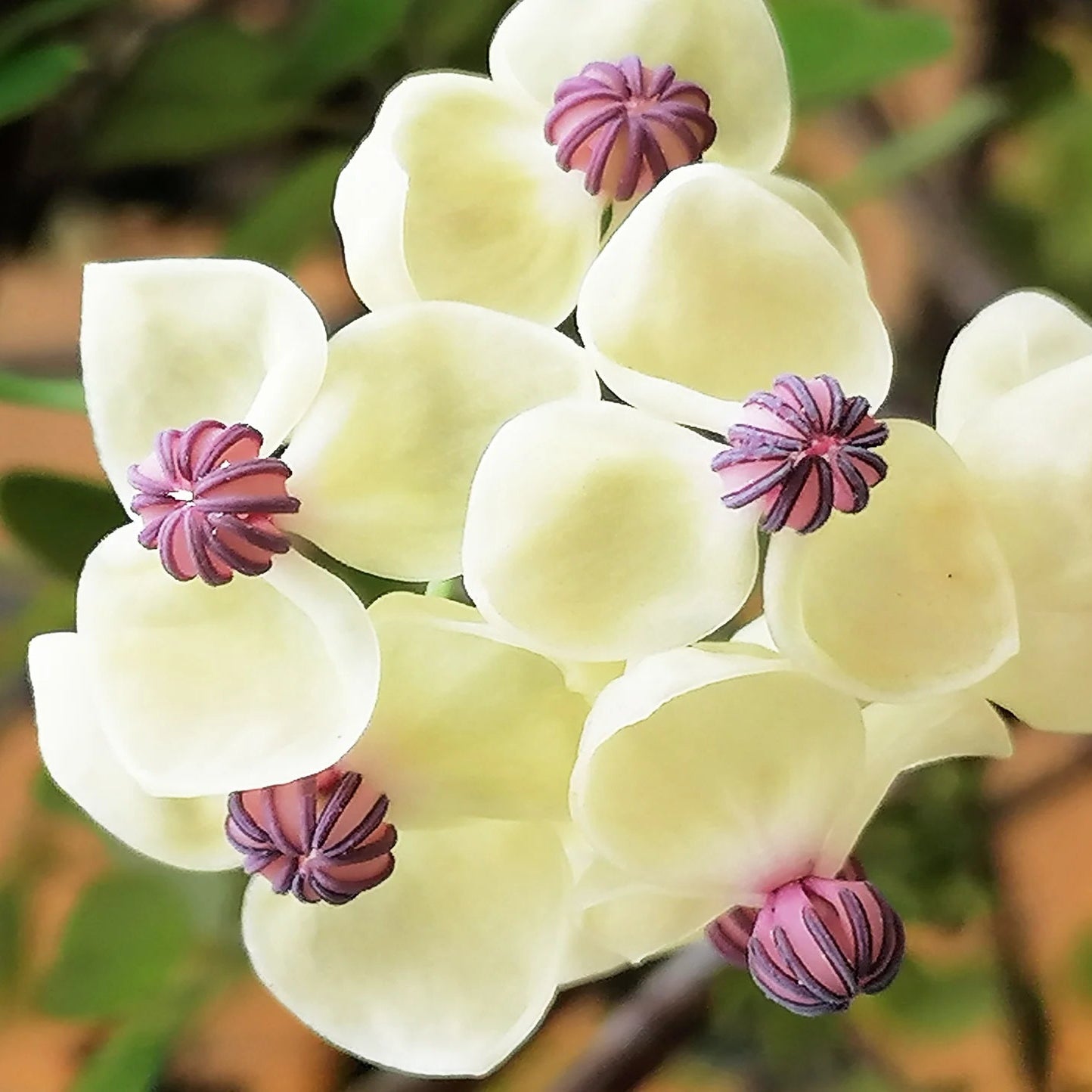 Bilde av Akebia quinata 'Cream Form'-Spanne Plantesalg