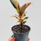 Ficus elastica 'Shivereana'  9 cm potte