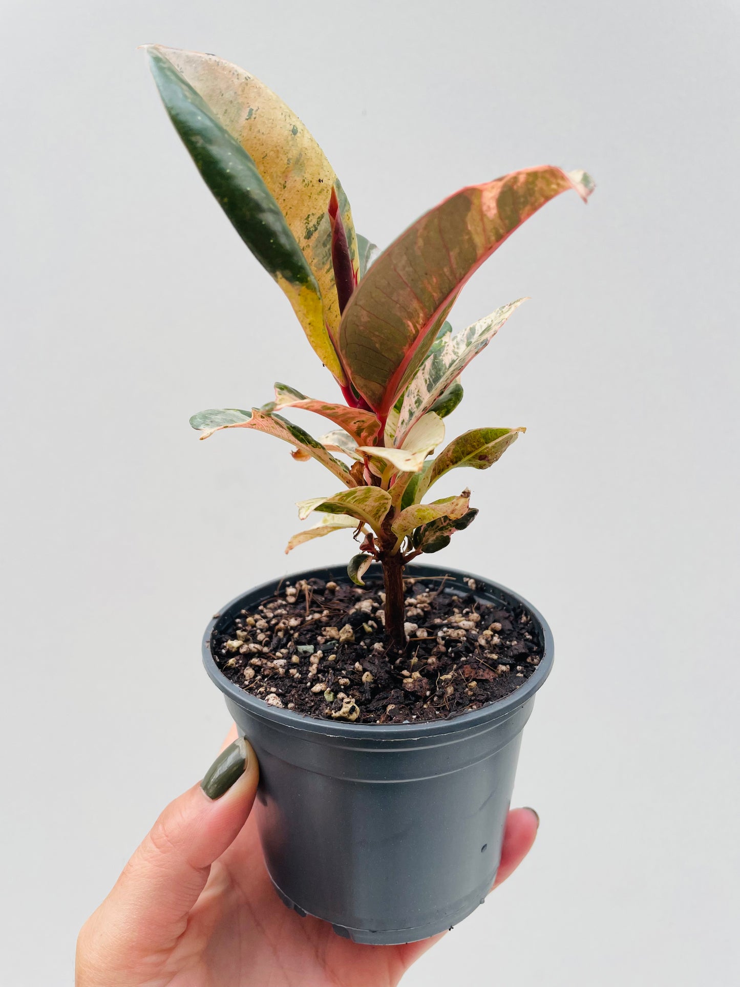 Bilde av Ficus elastica 'Shivereana' 9 cm potte-Spanne Plantesalg