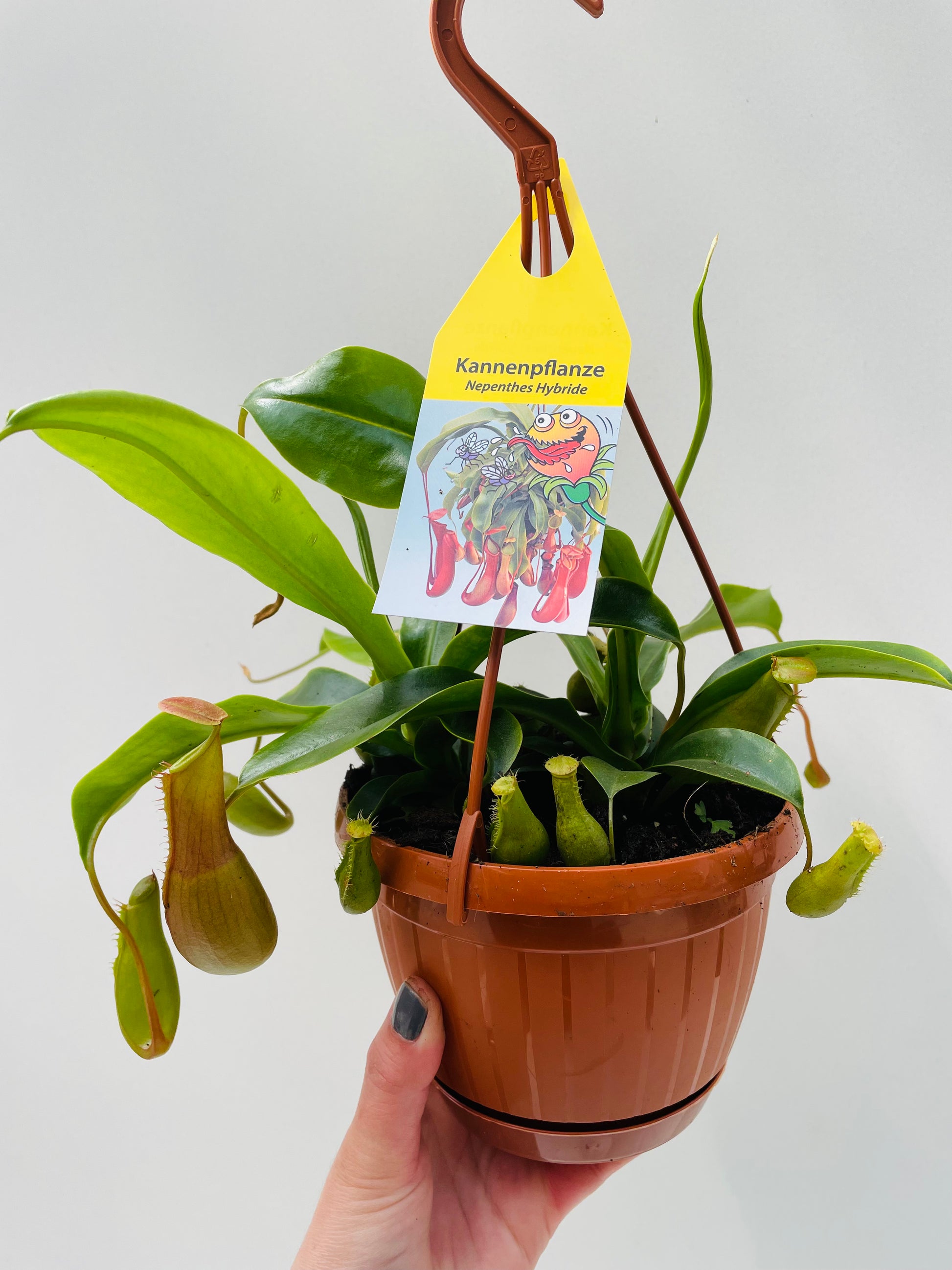 Bilde av Nepenthes hybrid 14 cm ampel-Spanne Plantesalg