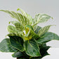 Bilde av Philodendron birkin 14 cm potte-Spanne Plantesalg