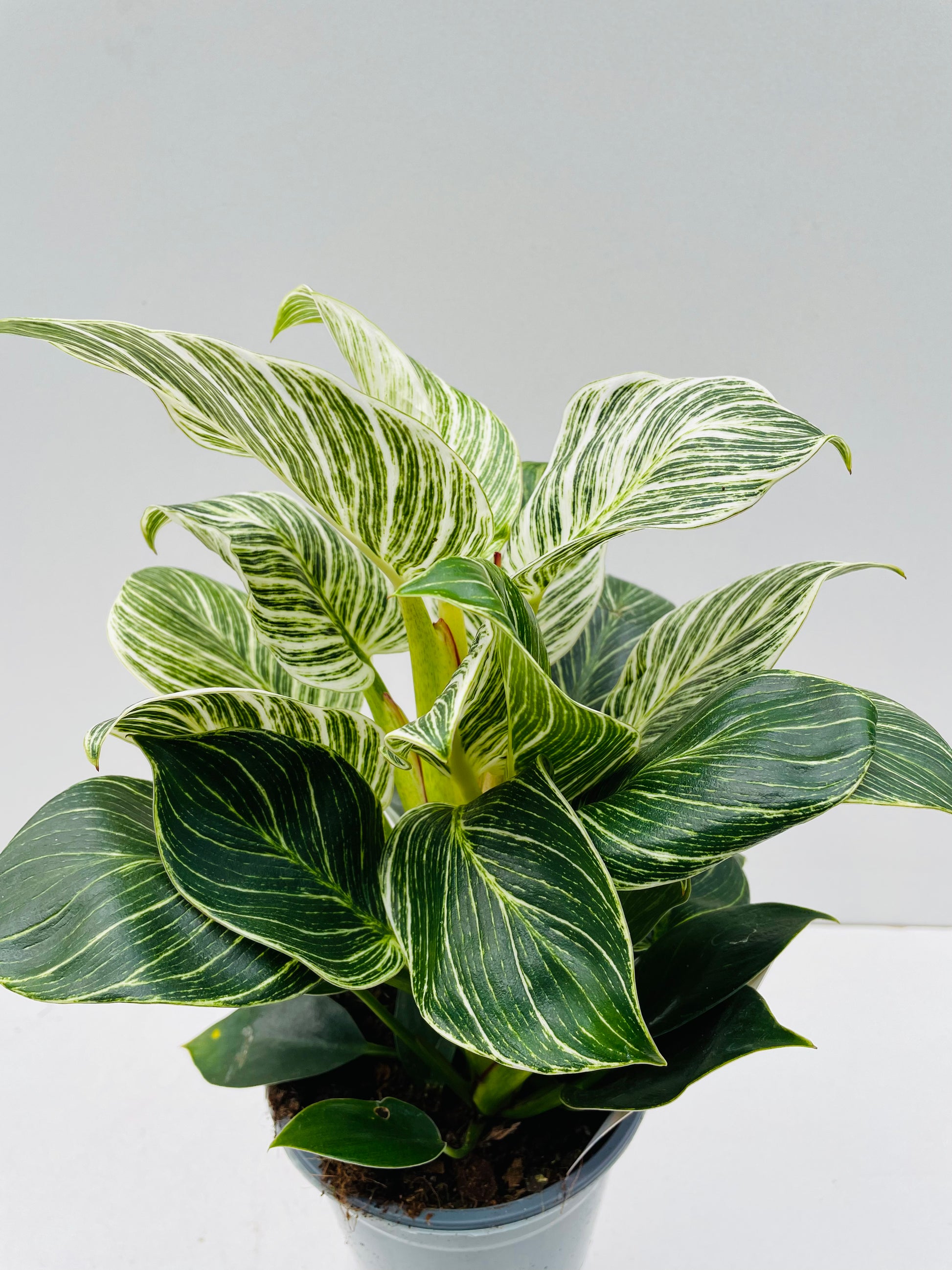 Bilde av Philodendron birkin 14 cm potte-Spanne Plantesalg