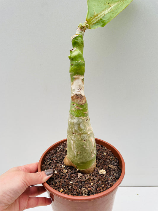 Bilde av Cyphostemma (Cissus) juttae 19 cm potte-Spanne Plantesalg