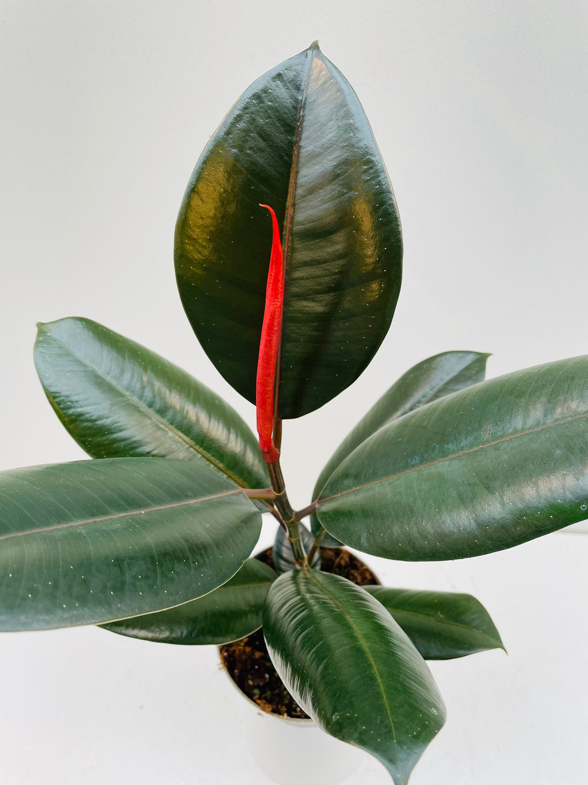 Bilde av Ficus elastica ‘Abidjan’ 12 cm potte-Spanne Plantesalg