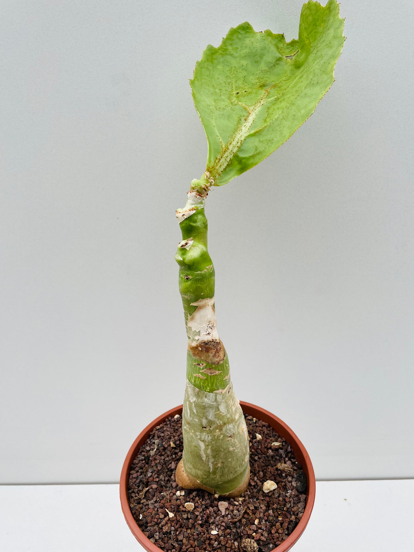 Bilde av Cyphostemma (Cissus) juttae 19 cm potte-Spanne Plantesalg
