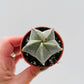 Bilde av Astrophytum myriostigma 5 cm potte-Spanne Plantesalg