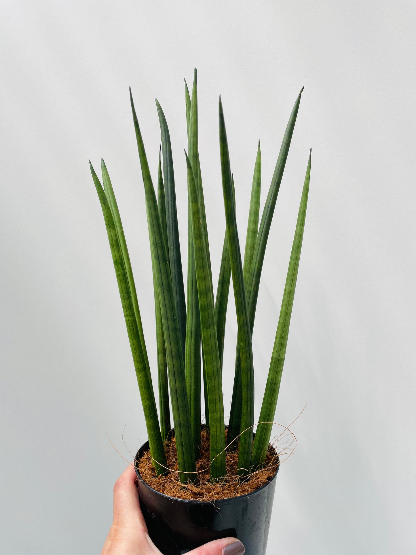 Bilde av Sanseveria cylindrica 13 cm potte-Spanne Plantesalg