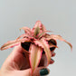 Bilde av Cryptanthus ‘Pink Starlight’-Spanne Plantesalg