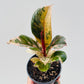 Bilde av Ficus elastica 'Shivereana' 9 cm potte-Spanne Plantesalg