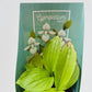 Bilde av Hageorkide / Cypripedium hvit-Spanne Plantesalg