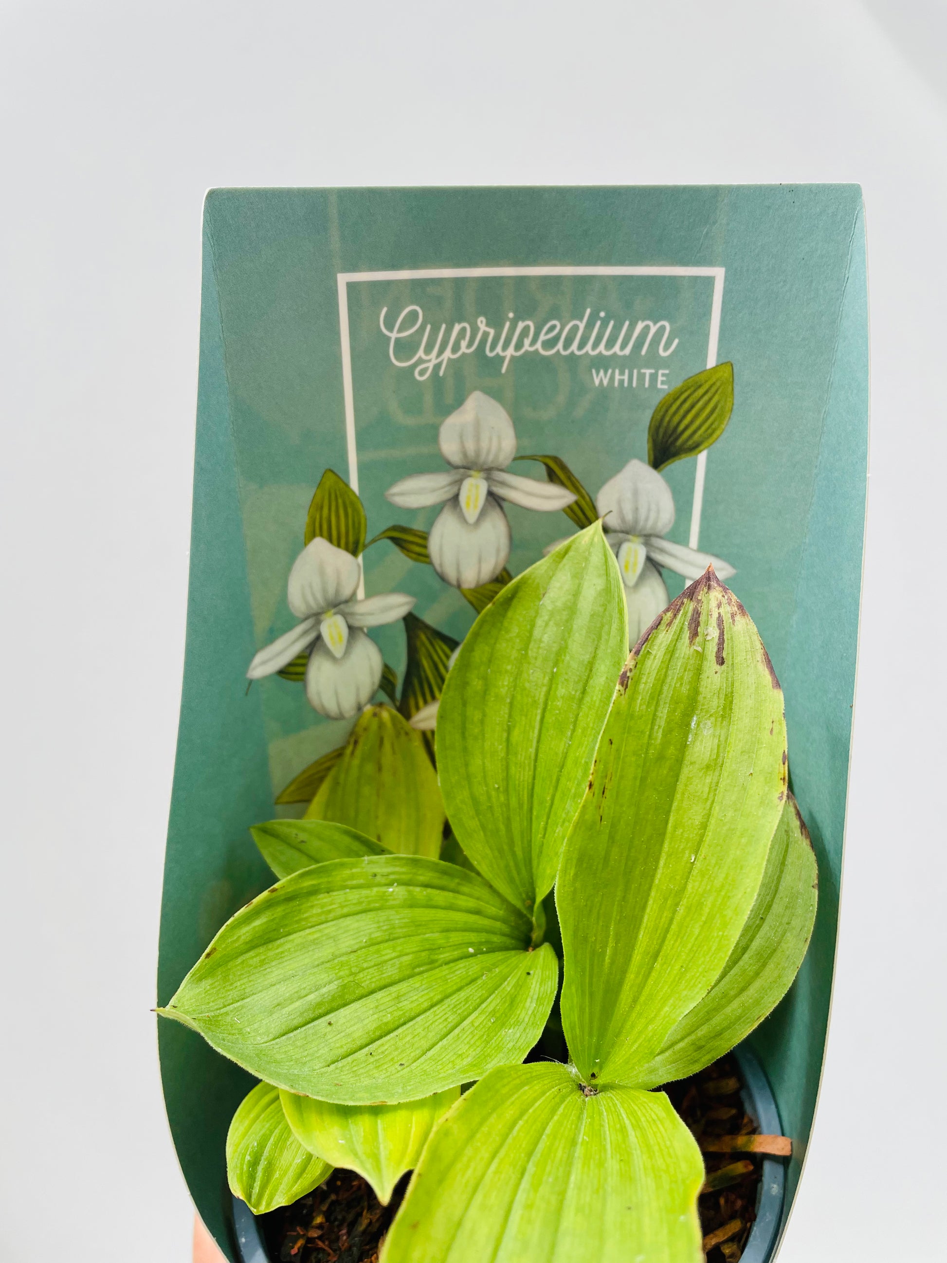 Bilde av Hageorkide / Cypripedium hvit-Spanne Plantesalg
