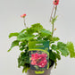 Bilde av Geum ‘Bohema Pink’ 16 cm potte-Spanne Plantesalg
