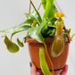 Bilde av Nepenthes hybrid 14 cm ampel-Spanne Plantesalg