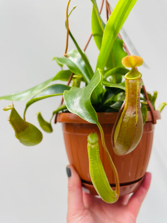 Nepenthes hybrid 14 cm ampel